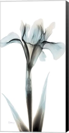 Framed Sea Infused Iris 1 Print