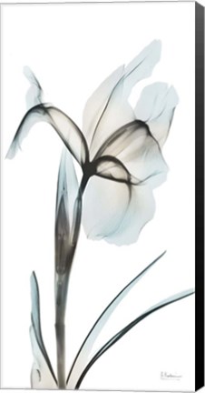 Framed Sea Infused Iris 2 Print