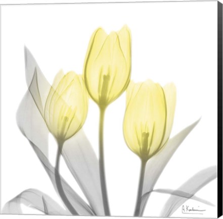 Framed Brilliant Tulips 1 Print