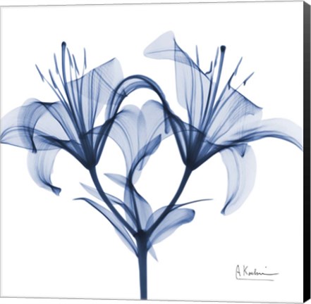 Framed Indigo Lily Print