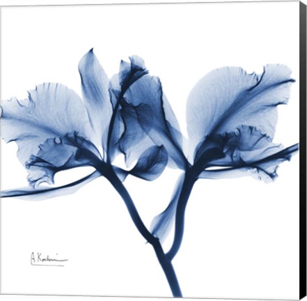 Framed Indigo Orchid Print