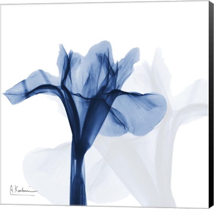 Framed Indigo Infused Iris Print