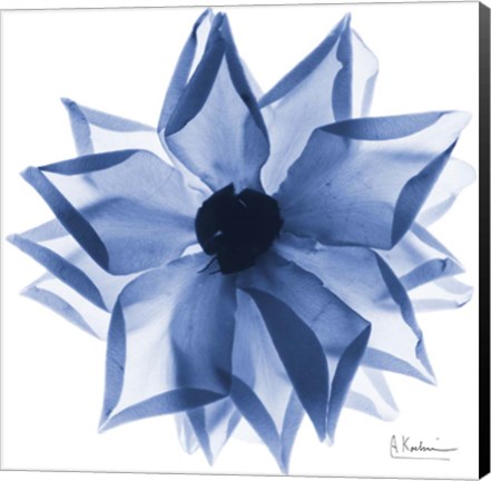 Framed Indigo Rose Petals 1 Print