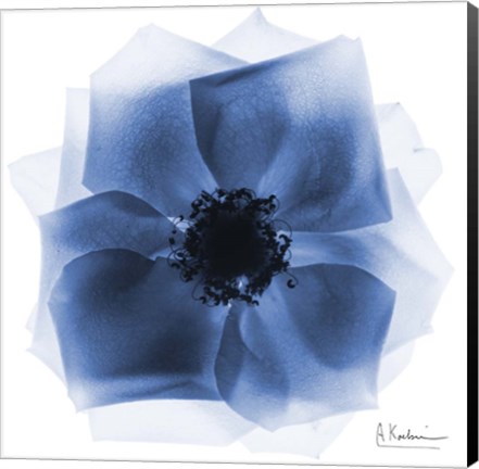 Framed Indigo Rose Petals 2 Print