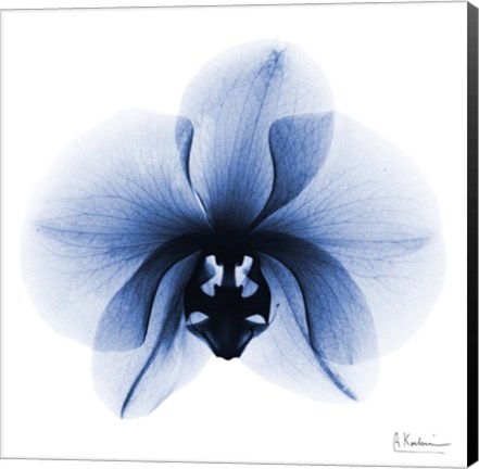 Framed Indigo Infused Orchid 1 Print