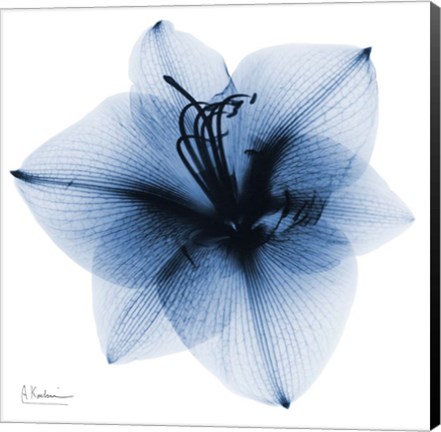 Framed Indigo Amaryllis 1 Print