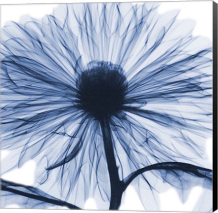 Framed Indigo Chrysanthemum Print