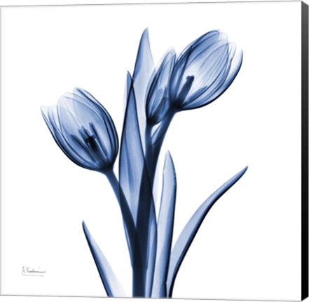 Framed Indigo Loved Tulips Print