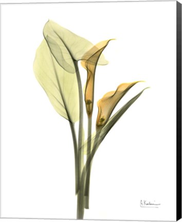 Framed Orange Flowers Calla Lily Print