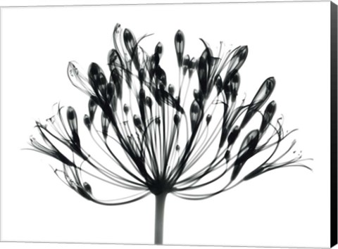 Framed African Lily Print