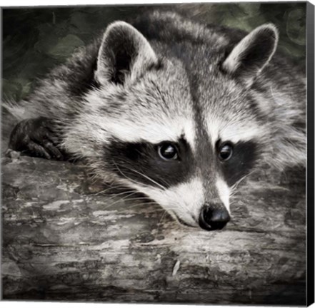 Framed Pondering Raccoon 2 Print