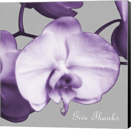 Framed Thankful Orchids Print