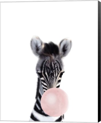 Framed Baby Zebra Bubble Gum Print