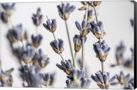 Framed Lavender Bouquet Print