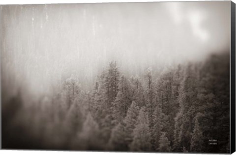 Framed Northern Forests BW Print