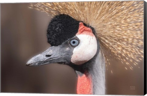 Framed African Crowned Crane Print