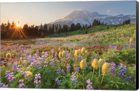 Framed Paradise Wildflower Meadows I Print