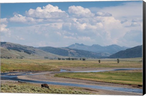 Framed Lamar Valley Bison Print