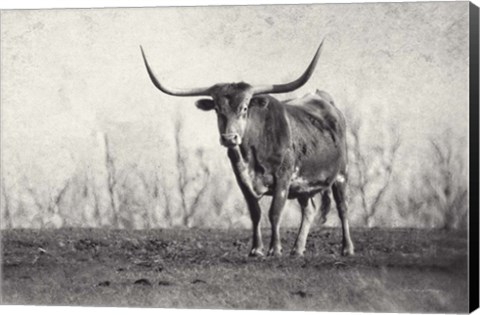 Framed Texas Longhorn Print