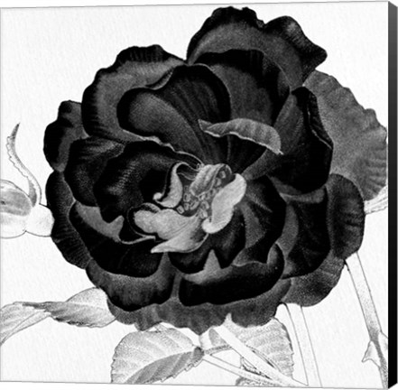 Framed Black and White Bloom 3 Print