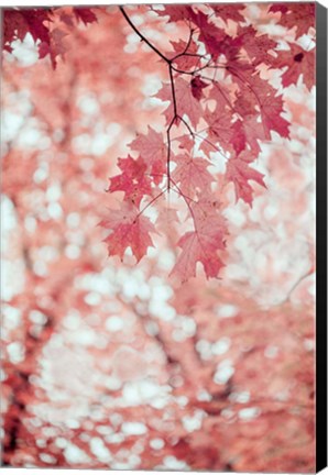 Framed Pink and Coral Maple Leaves Print