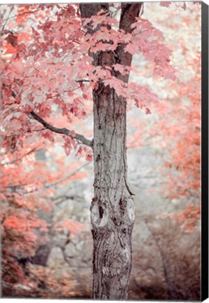 Framed Pink and Coral Maple Tree Print