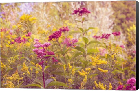 Framed Plum and Mustard Wildflowers Print