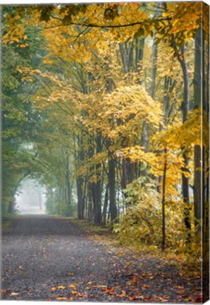 Framed Tunnel Through Misty Forest Print