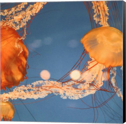 Framed Jelly Fish 1 Print