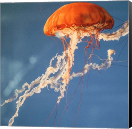 Framed Jelly Fish 2 Print