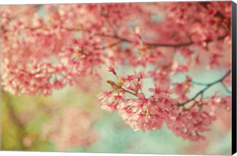 Framed Cheery Cherry Blossoms Print