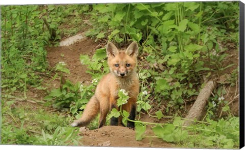 Framed Fox and Flower Print