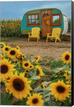 Framed Vintage Camper and Sunflowers 1 Print