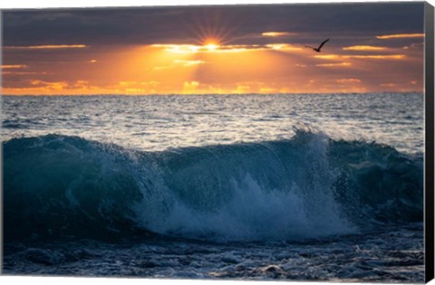 Framed Pelican at Dawn Print