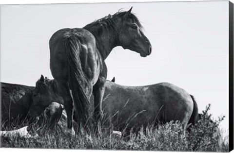 Framed Wild Stallion Print
