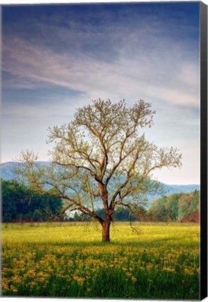 Framed Spring Glow in Cades Cove Print