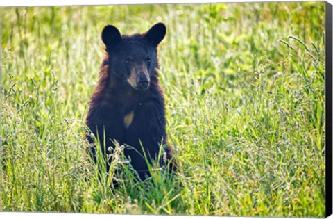 Framed Black Bear Cub In the Sun Print