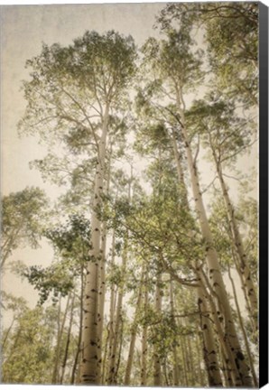 Framed Towering Aspens 2 Print