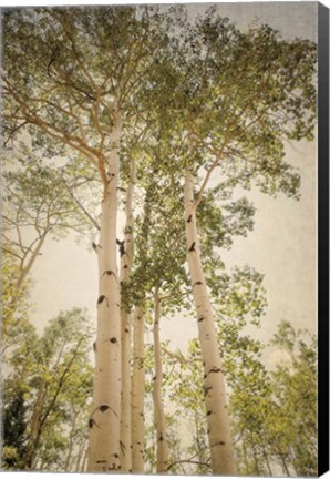 Framed Towering Aspens 1 Print