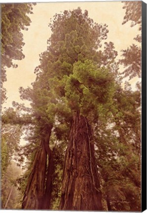 Framed Redwoods II Print