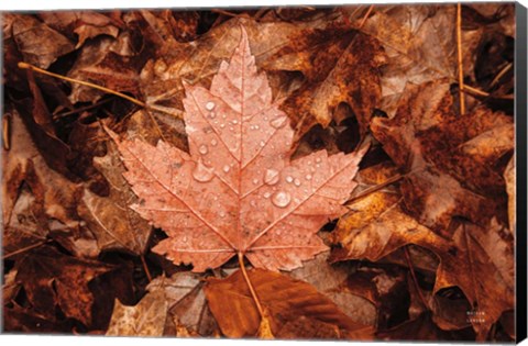 Framed Fall Rains I Print