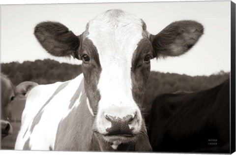 Framed At the Barn Print