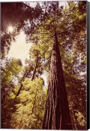 Framed Redwoods 1 Print