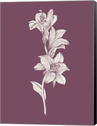 Framed Lily Purple Flower Print