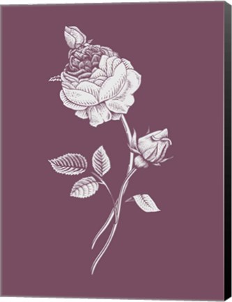 Framed Rose Purple Flower Print