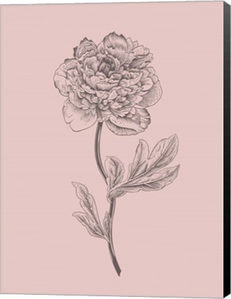 Framed Peony Blush Pink Flower Print