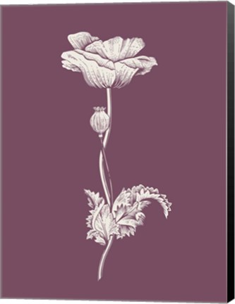 Framed Poppy Purple Flower Print