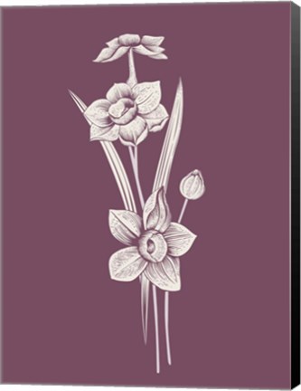 Framed Narcissus Purple Flower Print