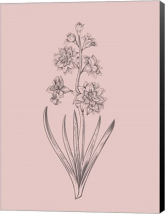 Framed Hyacinth Blush Pink Flower Print