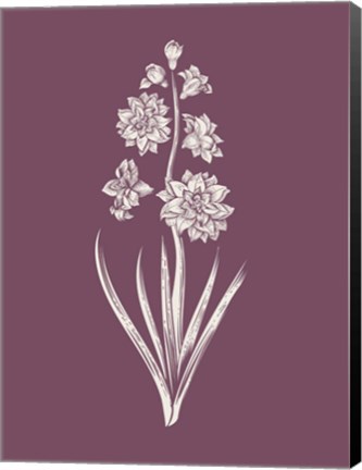 Framed Hyacinth Purple Flower Print